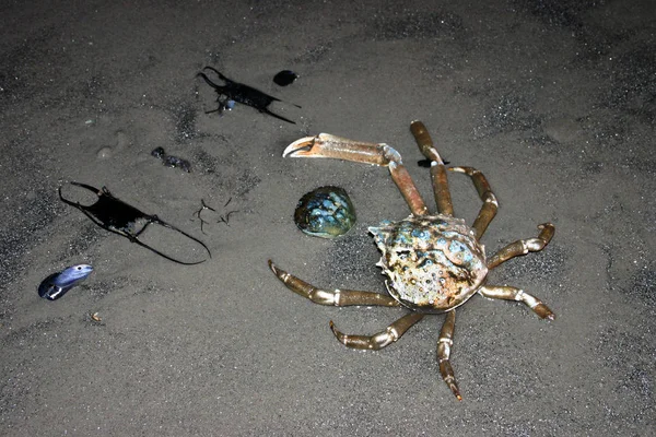Rampe Oeufs Crabe Poisson Plage New York Brighton Beach — Photo