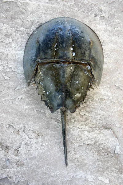 Female Horseshoe Crab Limulus Polyphemus — Stock Photo, Image