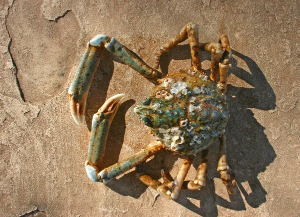 Shell Crab Thrown Storm Ashore Brighton Beach New York Usa — Stock Photo, Image