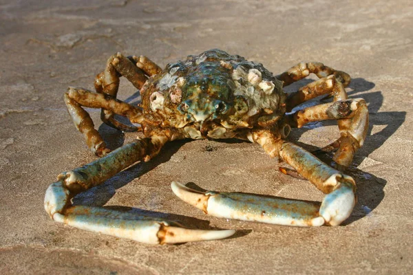 Coquille Crabe Jeté Par Une Tempête Terre Brighton Beach New — Photo