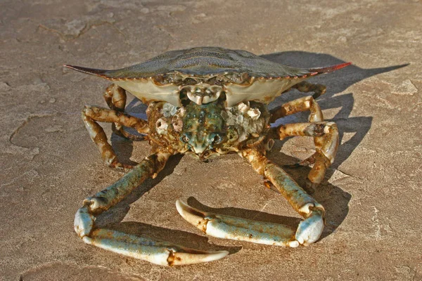 Shell Crab Thrown Storm Ashore Brighton Beach New York Usa — Stock Photo, Image