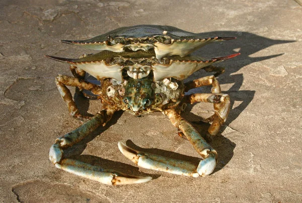 Shell Crab Thrown Storm Ashore Brighton Beach New York Usa — Stock Photo, Image