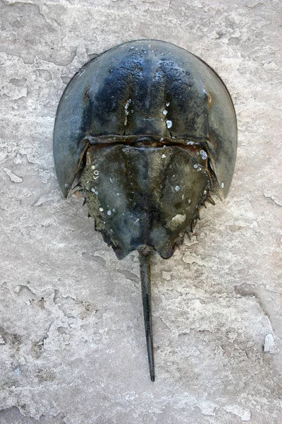 Kvinnliga Horseshoe Krabba Limulus Polyfemos — Stockfoto