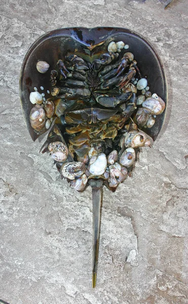 Caranguejo Fêmea Ferradura Limulus Polyphemus — Fotografia de Stock