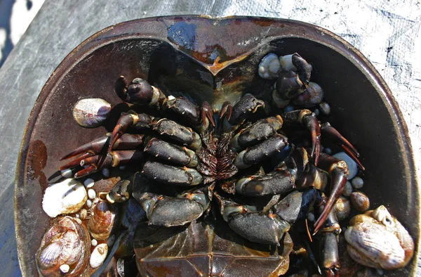 Caranguejo Fêmea Ferradura Limulus Polyphemus — Fotografia de Stock