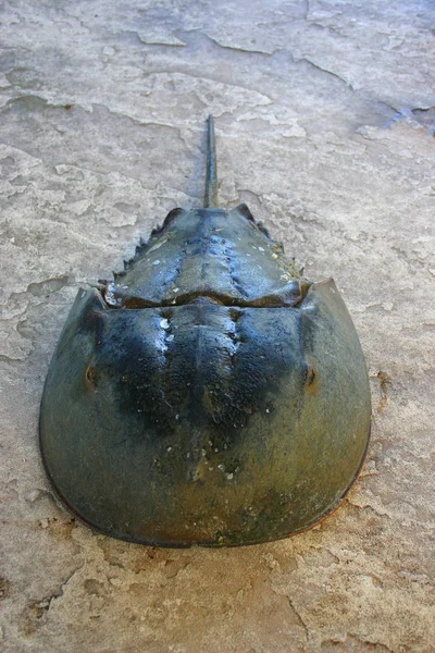 Жіночий Краб Підкови Limulus Polyphemus — стокове фото