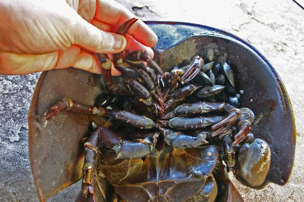 Caranguejo Fêmea Ferradura Limulus Polyphemus — Fotografia de Stock