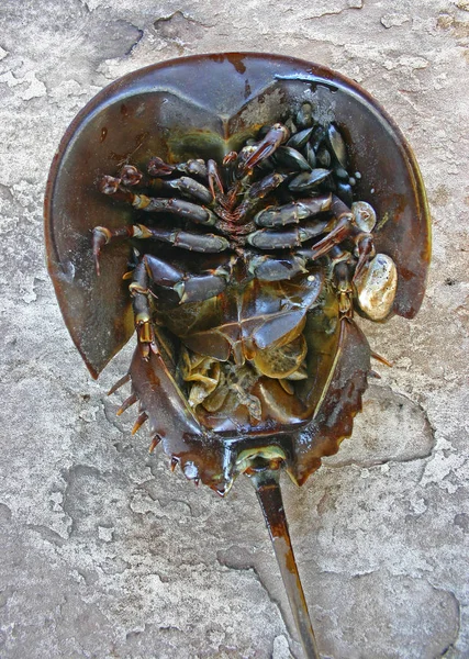 Kvinnliga Horseshoe Krabba Limulus Polyfemos — Stockfoto