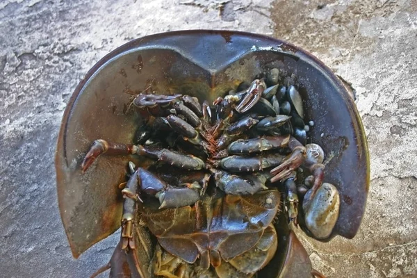 Female Horseshoe Crab Limulus Polyphemus — Stock Photo, Image