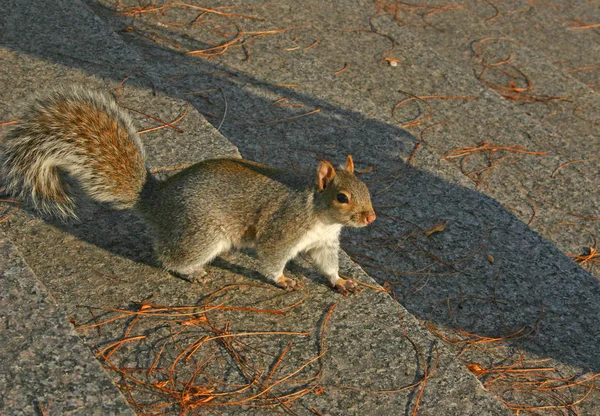 Eastern Gray Squirrel Sciurus Carolinensis Tupai Berjalan Menaiki Tangga Manhattan — Stok Foto