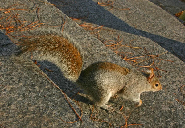 Eastern Gray Squirrel Sciurus Carolinensis Tupai Berjalan Menaiki Tangga Manhattan — Stok Foto