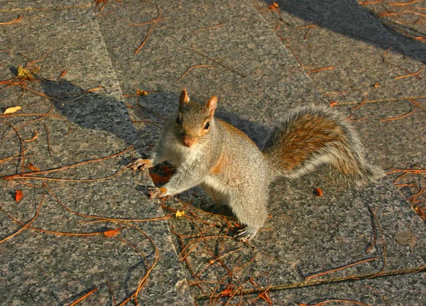 Eastern Gray Squirrel Sciurus Carolinensis Tupai Berjalan Menaiki Tangga Manhattan — Stok Foto