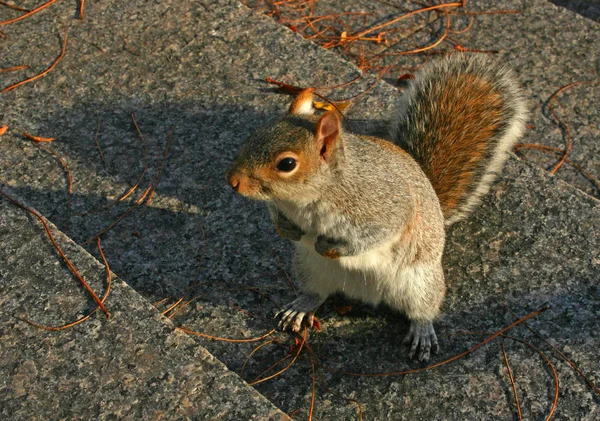 Eastern Gray Squirrel Sciurus Carolinensis Tupai Berjalan Menaiki Tangga Manhattan — Stok Foto