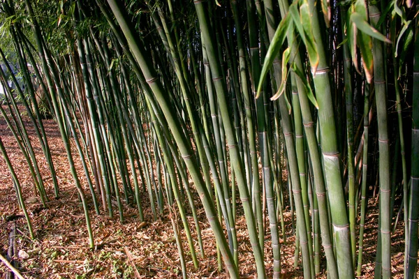 Buissons Bambou Dans Banlieue New Jersey États Unis — Photo
