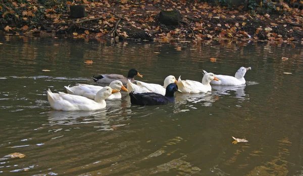 Verschiedene Arten Von Enten Schwimmen See Pete Sensi Park Usa — Stockfoto