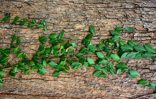 Bluszcz Zielony Wspinanie Się Drzewo — Zdjęcie stockowe