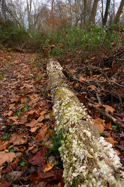 Alberi Caduti Nella Foresta — Foto Stock