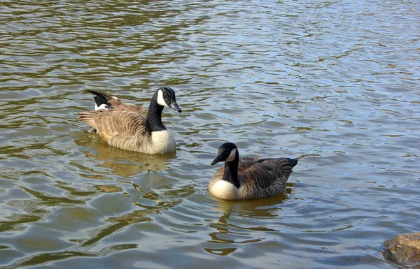 Canadian geese on the lake. Wild geese swim  in the  Pete Sensi Park, NJ USA