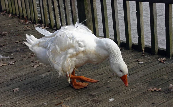 A large white goose with a red beak is walking along a wooden pier in the  Pete Sensi Park, NJ USA