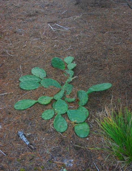 Island Beach State Park Kaktus Kaktusfeige Opuntia Humifusa — Stockfoto