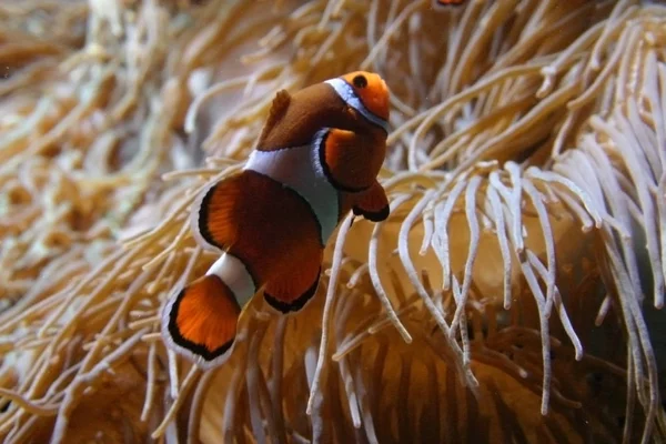 Palhaço Anemonefish Amphiprion Nadando Entre Tentáculos Sua Casa Anêmona — Fotografia de Stock