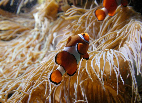 Clownfish Amphiprion Плавание Водой Океанариуме — стоковое фото