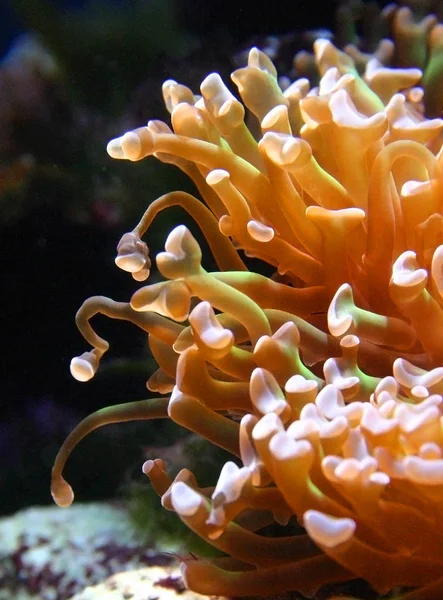 Anemone Marino Predatore Acquario Marino Oceanarium Kembdone New Jersey Philadelphia — Foto Stock