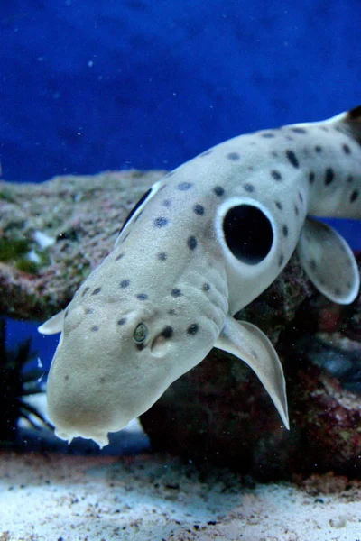 Nova Jersey Filadélfia Kembdone Okeanarium Belo Tubarão Aquário Marinho — Fotografia de Stock