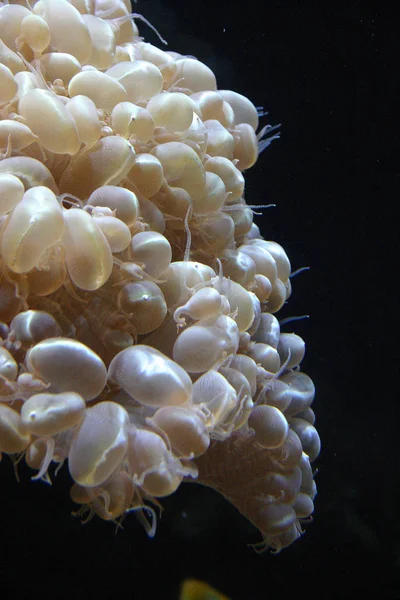 Räuberische Seeanemone Meerwasseraquarium Ozeanarium Embdone New Jersey Und Philadelphia — Stockfoto