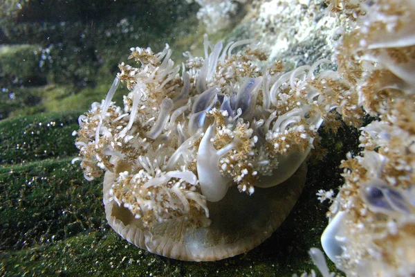 Anémona Mar Depredadora Acuario Marino Oceanarium Kembdone Nueva Jersey Filadelfia — Foto de Stock