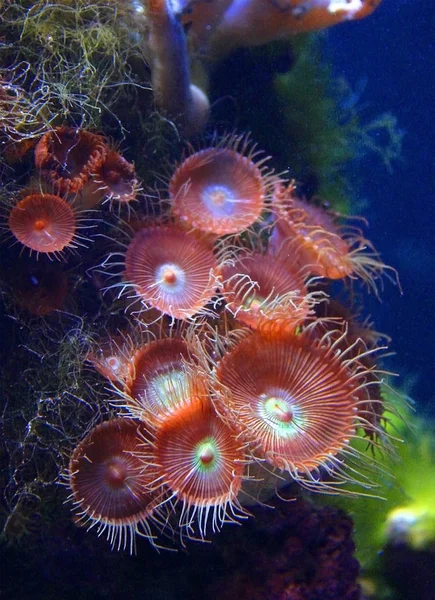 Predatory Sea Anemone Marine Aquarium Oceanarium Kembdone New Jersey Philadelphia — Stock Photo, Image
