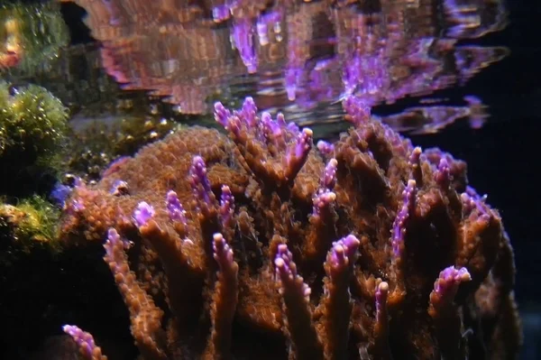 Нью Джерси Филадельфия Кембон Океанариум Морские Анемоны Представляют Собой Группу — стоковое фото