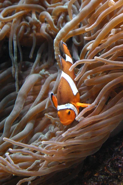 Peixe Palhaço Amphiprion Natação Subaquática Oceanarium — Fotografia de Stock