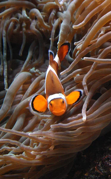 Clownfish Amphiprion Плавание Водой Океанариуме — стоковое фото