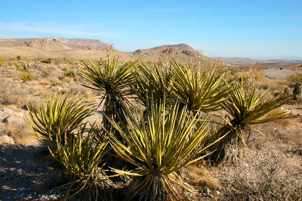 Árvore Yucca Nas Montanhas Parque Nacional Joshua Tree — Fotografia de Stock