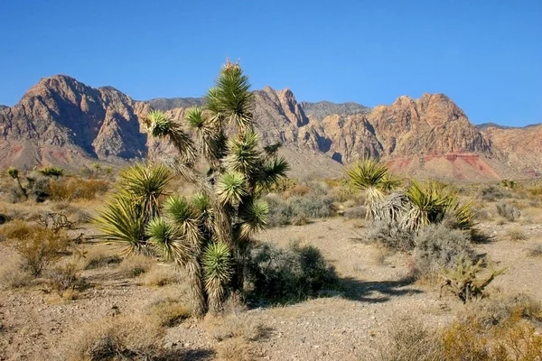 Avize ağacı dağlarda, Joshua Tree National Park