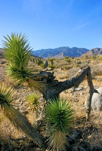 Yucca Tree Dans Les Montagnes Joshua Tree National Park — Photo