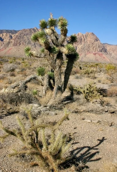 Árbol Yucca Las Montañas Parque Nacional Joshua Tree — Foto de Stock