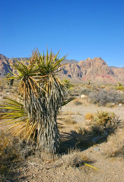 Yucca Drzewo Górach Joshua Tree National Park — Zdjęcie stockowe