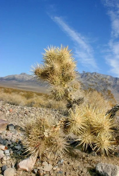 Jardín Cactus Cholla Parque Nacional Joshua Tree California Cylindropuntia Bigelovii — Foto de Stock