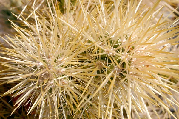 Kaktusová Zahrada Joshua Tree National Park Kalifornie Cylindropuntia Bigelovii Cholla — Stock fotografie