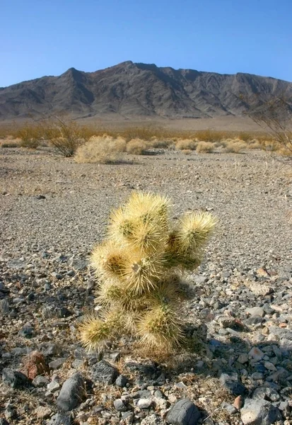 Ogród Kaktusów Joshua Tree National Park California Cylindropuntia Bigelovii — Zdjęcie stockowe