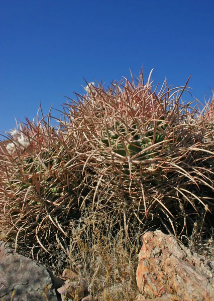 エキノカクタス Polycephalus Cottontop サボテン バレル サボテンの多く方向 アリゾナ 死の谷 米国で砲弾サボテン — ストック写真