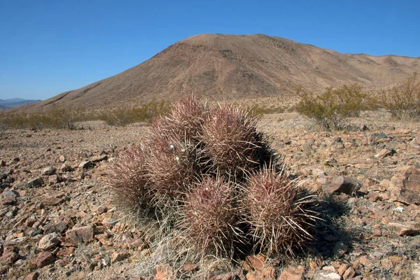 Echinocactus Polycephalus Cottontop Cactus Many Headed Barrel Cactus Cannonball Cactus — Stock Photo, Image
