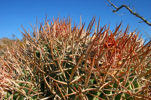 Echinocactus Polycephalus Cottontop Cactus Many Headed Barrel Cactus Cannonball Cactus — Stock Photo, Image