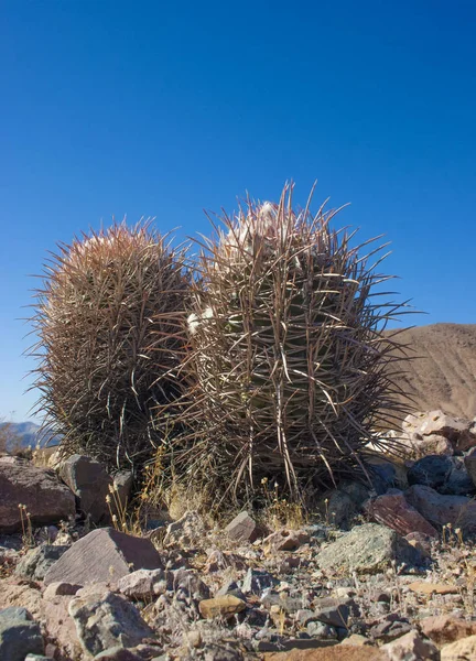 Многоголовый Бочковый Кактус Cannonball Cactus Mountains Аризона Долина Смерти Сша — стоковое фото