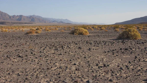 Eua Califórnia Parque Nacional Vale Morte Vegetação Deserto — Fotografia de Stock