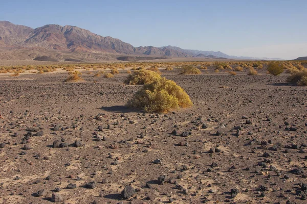 Stany Zjednoczone Kalifornia Park Narodowy Doliny Śmierci Pustynia Roślinność — Zdjęcie stockowe