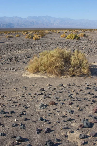 États Unis Californie Death Valley National Park Végétation Désert — Photo