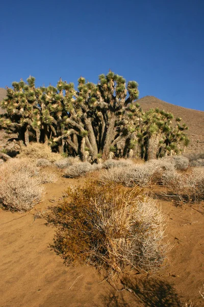 Многие Большие Yucca Сьерра Невада Mountains Калифорния Сша Сьерра Невада — стоковое фото